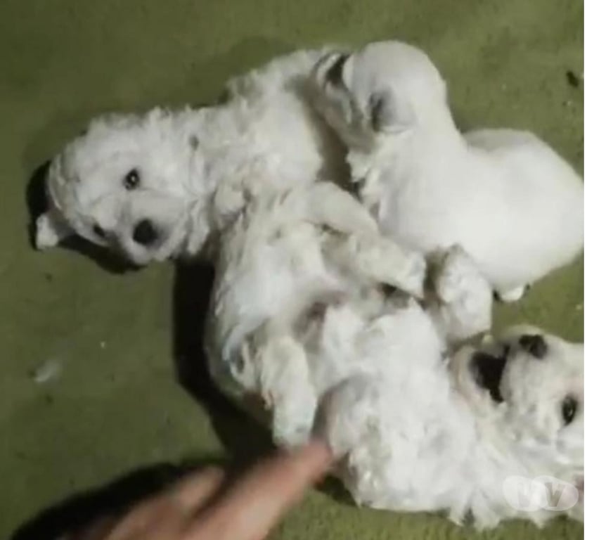 Gatos en Venta Santiago La Florida - Fotos de Poodle maltés 160 mil