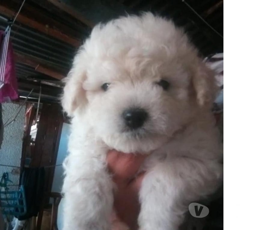 Gatos en Venta Santiago La Florida - Fotos de Poodle maltés 160 mil