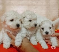 Poodle maltés 160 mil