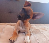 ULTIMO CHIHUAHUA MACHO 150.000