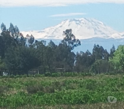 Campos-Fundos-Haciendas Pelarco Talca - Fotos de Vendo Parcela Media Hectarea casa, luz y agua potable.