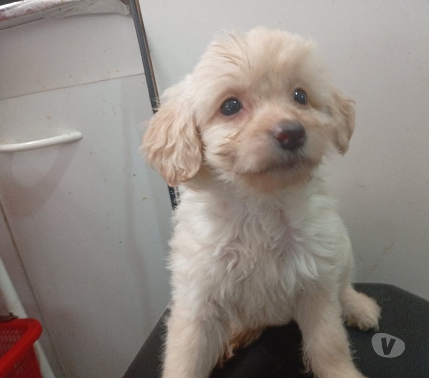 Adopción ed Animales Santiago Santiago - Fotos de Cachorros en adopción