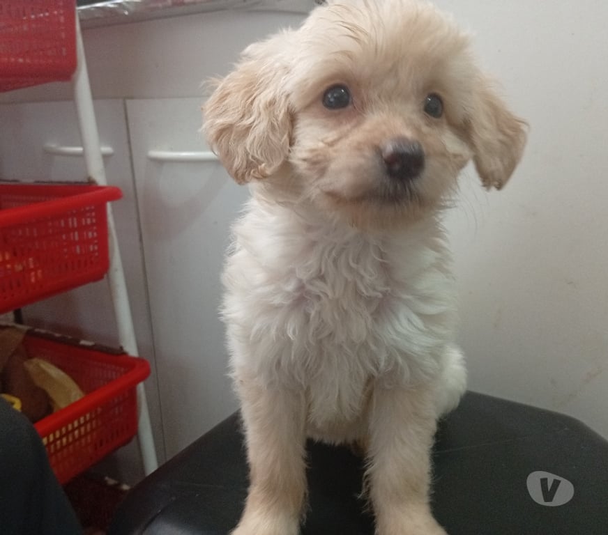 Adopción ed Animales Santiago Santiago - Fotos de Cachorros en adopción