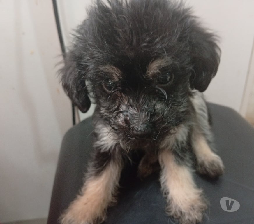 Adopción ed Animales Santiago Santiago - Fotos de Cachorros en adopción