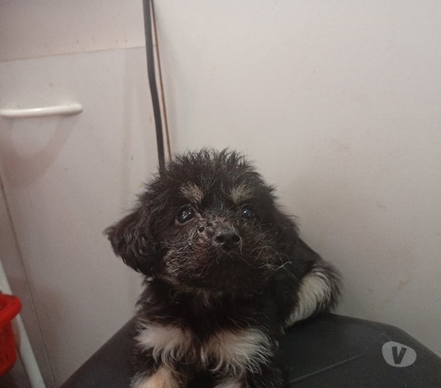 Adopción ed Animales Santiago Santiago - Fotos de Cachorros en adopción