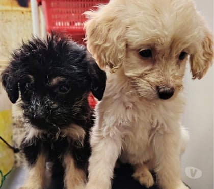 Adopción de Gatos Santiago Santiago - Fotos de Cachorros en adopción