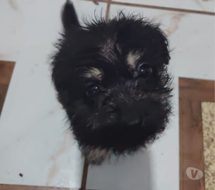 Adopción de Gatos Santiago Santiago - Fotos de Cachorro en adopción