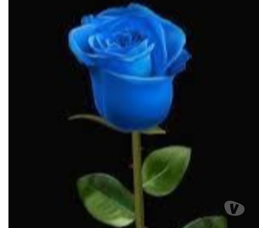 Hombre >> Mujer Cordillera Puente Alto - Fotos de Amiga y más... Ojalá alguien real y buena