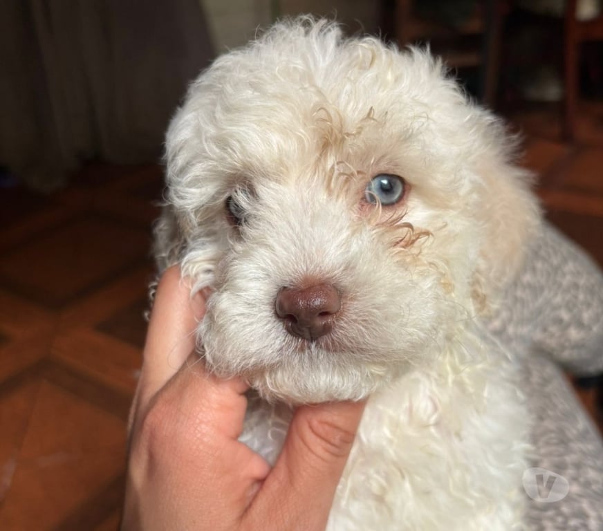 Gatos en Venta Concepción Santa Juana - Fotos de Hermosos Poodle toy