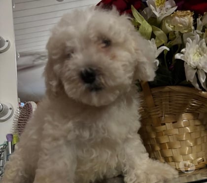 Venta de Mascotas Santa Juana Concepción - Fotos de Hermosos Poodle toy