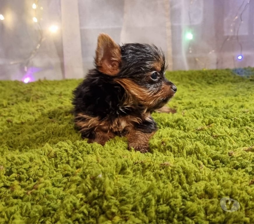 Gatos en Venta Llanquihue Frutillar - Fotos de Yorkshire Terrier puros