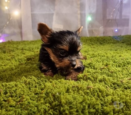 Perros en Venta Frutillar Llanquihue - Fotos de Yorkshire Terrier puros