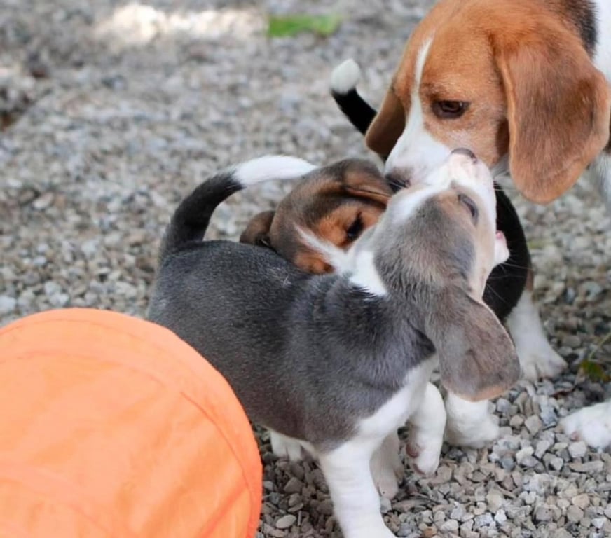 Gatos en Venta Santiago Las Condes - Fotos de Hermosos cachorros Beagle de dos meses