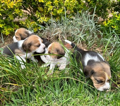 Gatos en Venta Las Condes Santiago - Fotos de Hermosos cachorros Beagle de dos meses