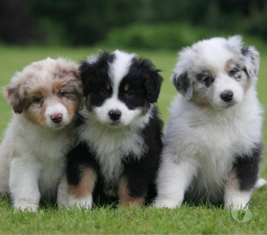 Gatos en Venta Santiago Las Condes - Fotos de Hermosos Cachorros Border de 2 Meses