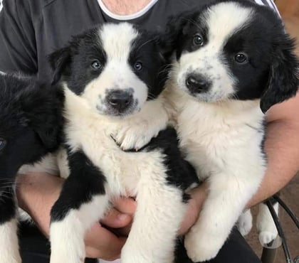 Venta de Mascotas Las Condes Santiago - Fotos de Hermosos Cachorros Border de 2 Meses