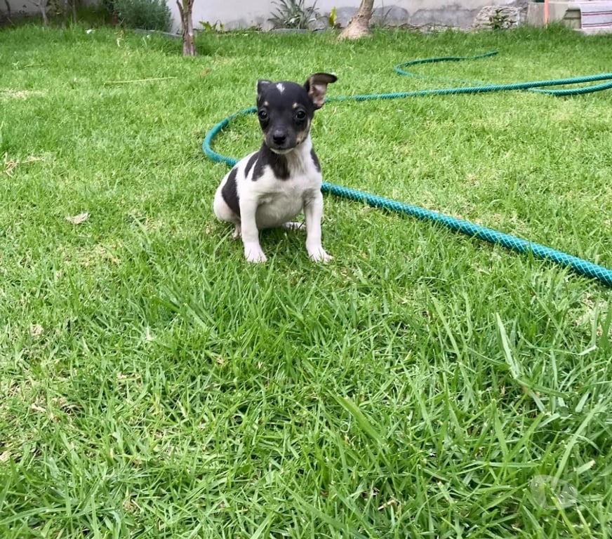 Gatos en Venta Santiago Las Condes - Fotos de Hermosos Cachorros Fox Terrier