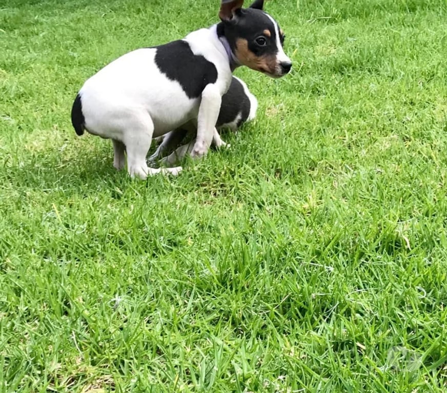 Gatos en Venta Santiago Las Condes - Fotos de Hermosos Cachorros Fox Terrier