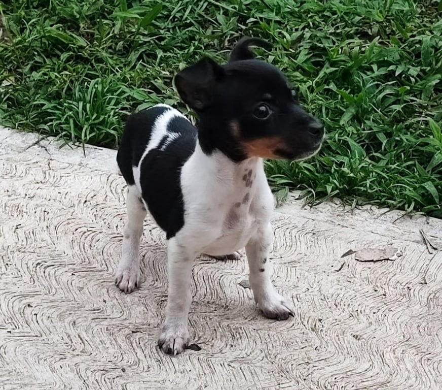 Gatos en Venta Santiago Las Condes - Fotos de Hermosos Cachorros Fox Terrier