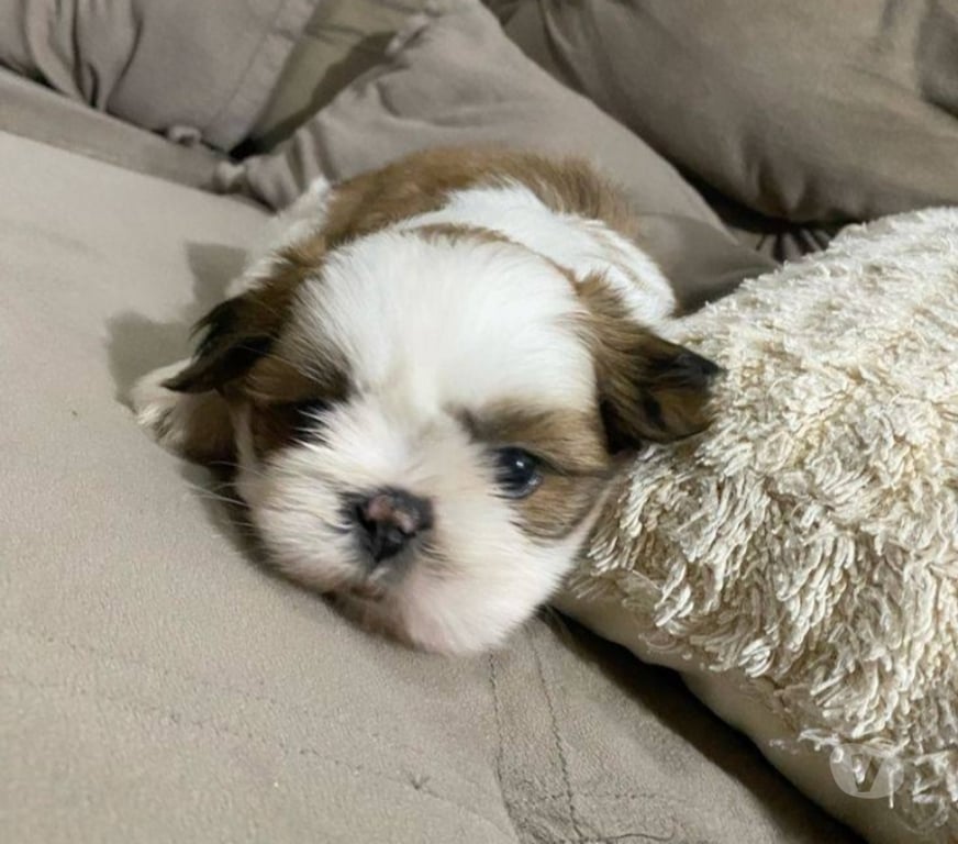 Gatos en Venta Santiago Las Condes - Fotos de Hermosos Cachorros Shih Tzu de 2 Meses