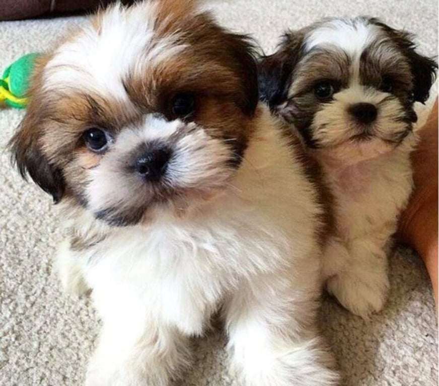 Gatos en Venta Santiago Las Condes - Fotos de Hermosos Cachorros Shih Tzu de 2 Meses