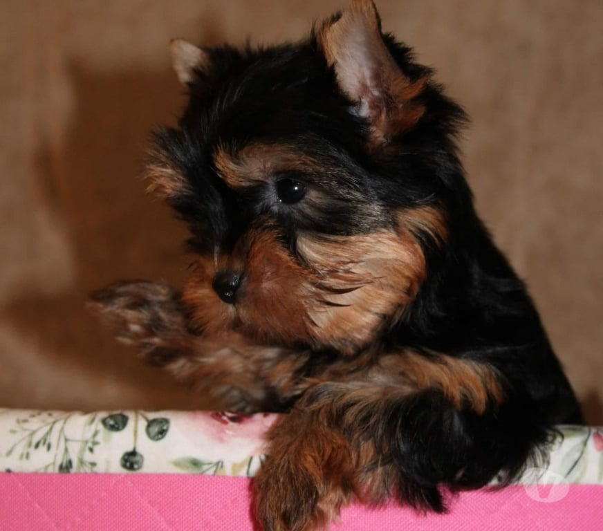 Gatos en Venta Santiago Las Condes - Fotos de Soñados Cachorros Yorkshire de 2 Meses