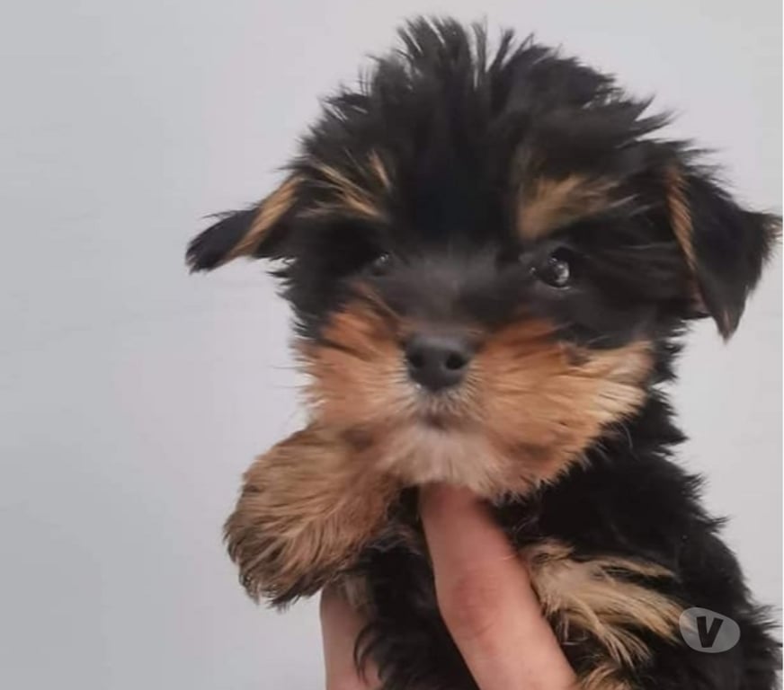 Gatos en Venta Santiago Las Condes - Fotos de Soñados Cachorros Yorkshire de 2 Meses