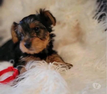 Perros en Venta Las Condes Santiago - Fotos de Soñados Cachorros Yorkshire de 2 Meses