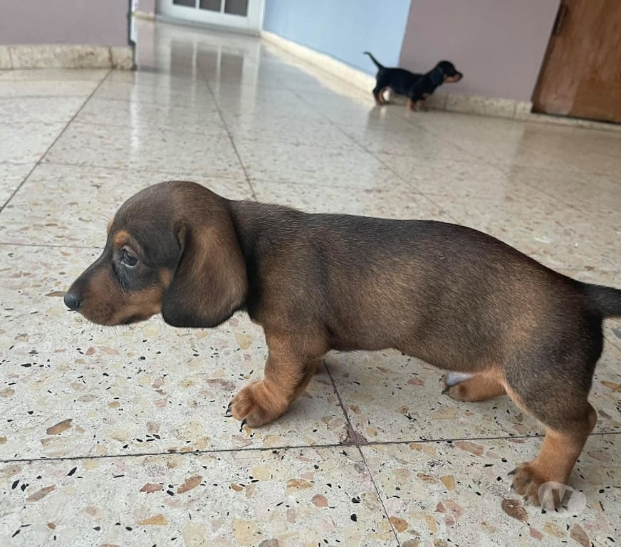Gatos en Venta Santiago Las Condes - Fotos de Hermosos Cachorros Dachshund de 2 Meses