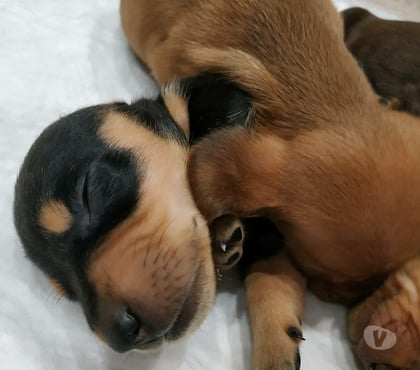 Mascotas en Chile Las Condes Santiago - Fotos de Hermosos Cachorros Dachshund de 2 Meses