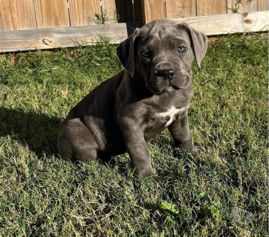 Gatos en Venta Santiago Las Condes - Fotos de Espectaculares Cachorros Cane Corso Entrega Inmediata
