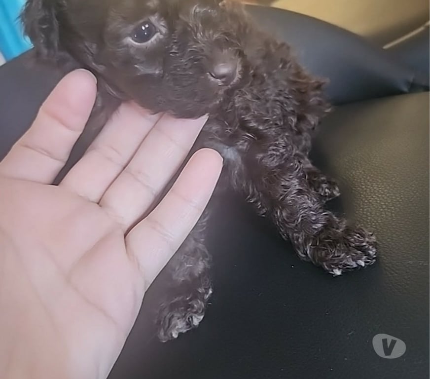 Gatos en Venta Concepción Concepción - Fotos de Poodle marron hembra