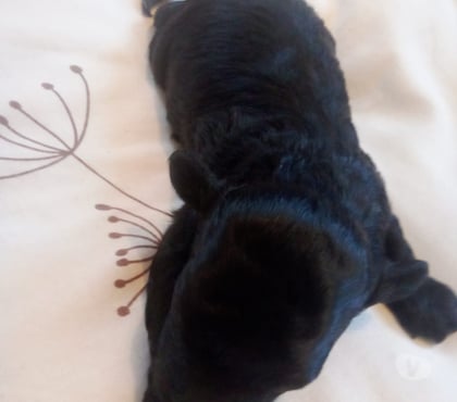 Venta de Mascotas Concepción Concepción - Fotos de Poodle toy Negra