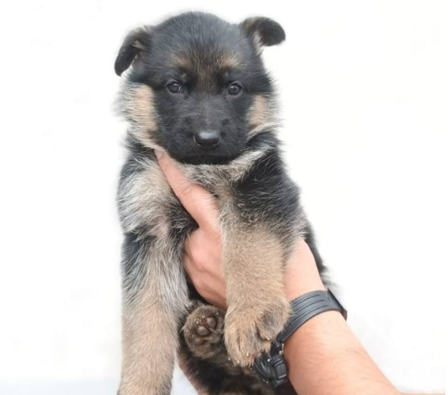 Gatos en Venta Santiago Las Condes - Fotos de Hermosos cachorros Pastor Alemán de 2 meses