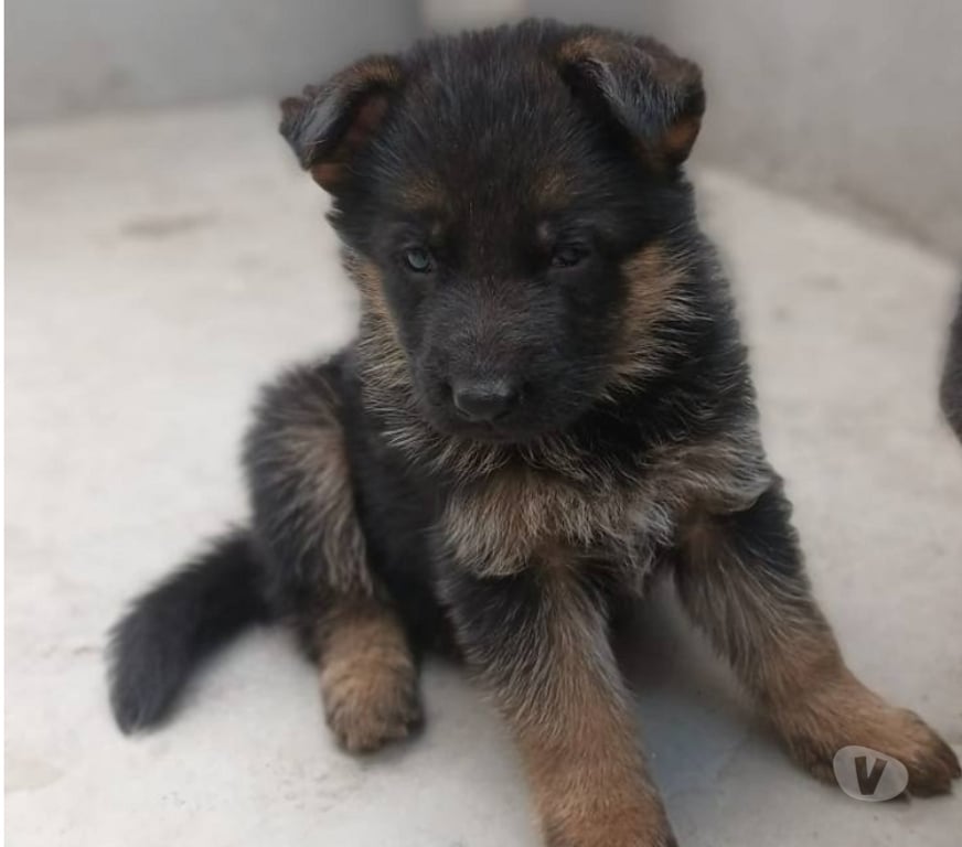 Gatos en Venta Santiago Las Condes - Fotos de Hermosos cachorros Pastor Alemán de 2 meses