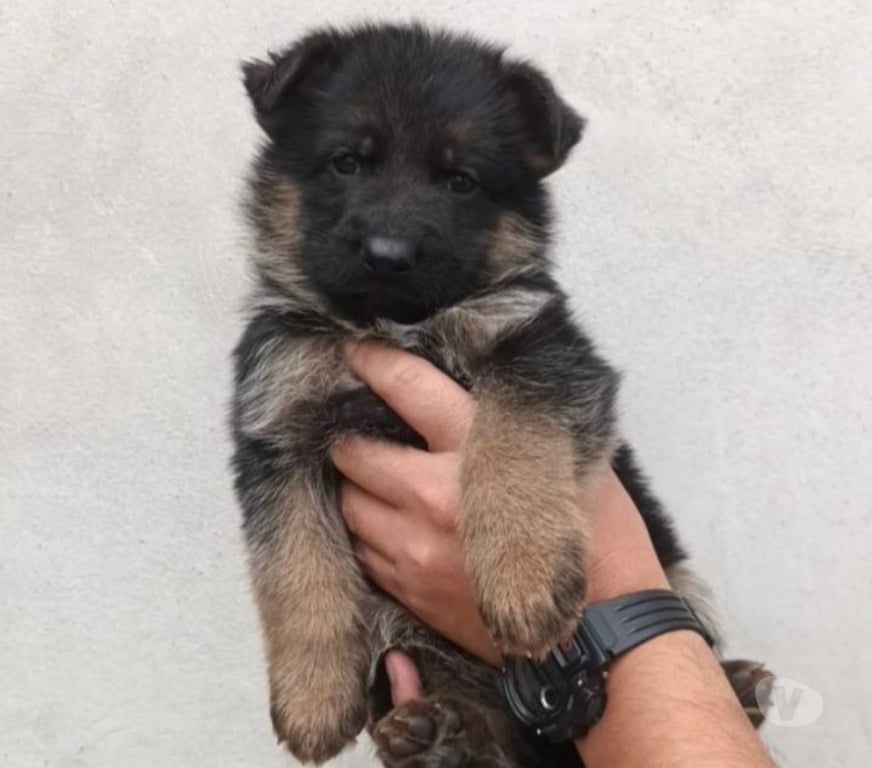 Gatos en Venta Santiago Las Condes - Fotos de Hermosos cachorros Pastor Alemán de 2 meses