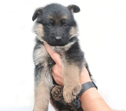 Mascotas en Venta Las Condes Santiago - Fotos de Hermosos cachorros Pastor Alemán de 2 meses