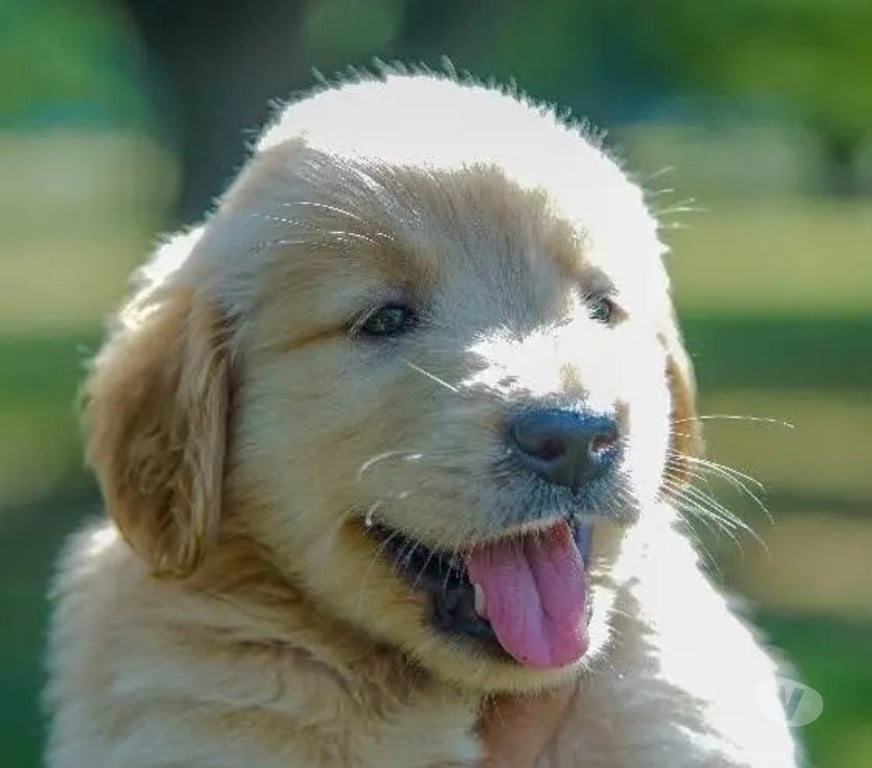 Gatos en Venta Santiago Las Condes - Fotos de Hermosos Cachorros Golden de 2 meses