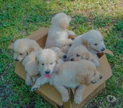 Perros en Venta Las Condes Santiago - Fotos de Hermosos Cachorros Golden de 2 meses