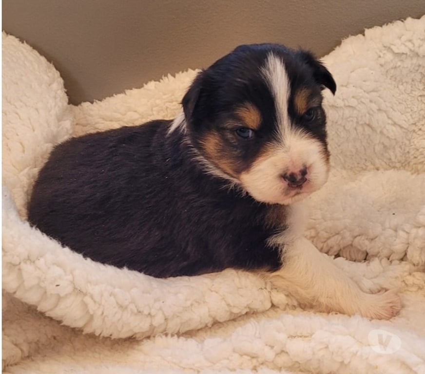 Gatos en Venta Santiago Las Condes - Fotos de Soñados Cachorros Pastor Australiano de 2 Meses