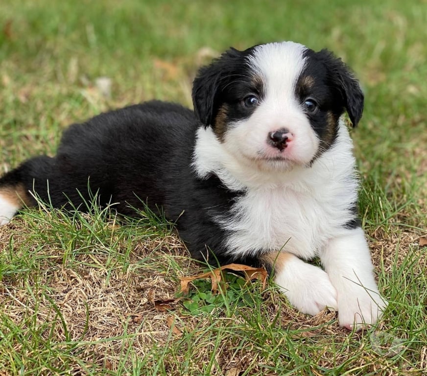 Gatos en Venta Santiago Las Condes - Fotos de Soñados Cachorros Pastor Australiano de 2 Meses
