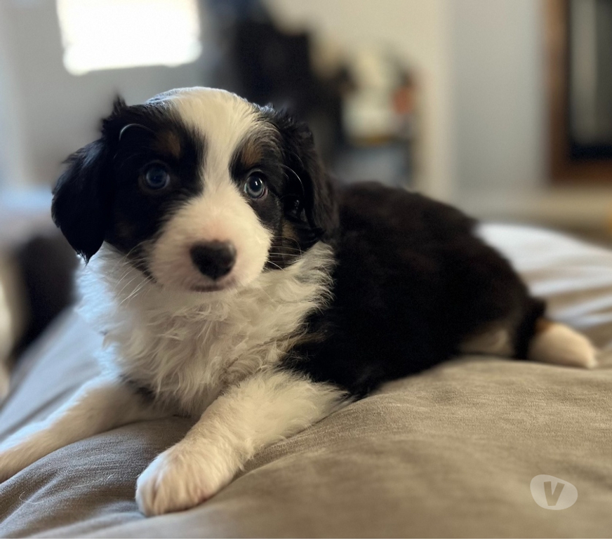 Gatos en Venta Santiago Las Condes - Fotos de Soñados Cachorros Pastor Australiano de 2 Meses