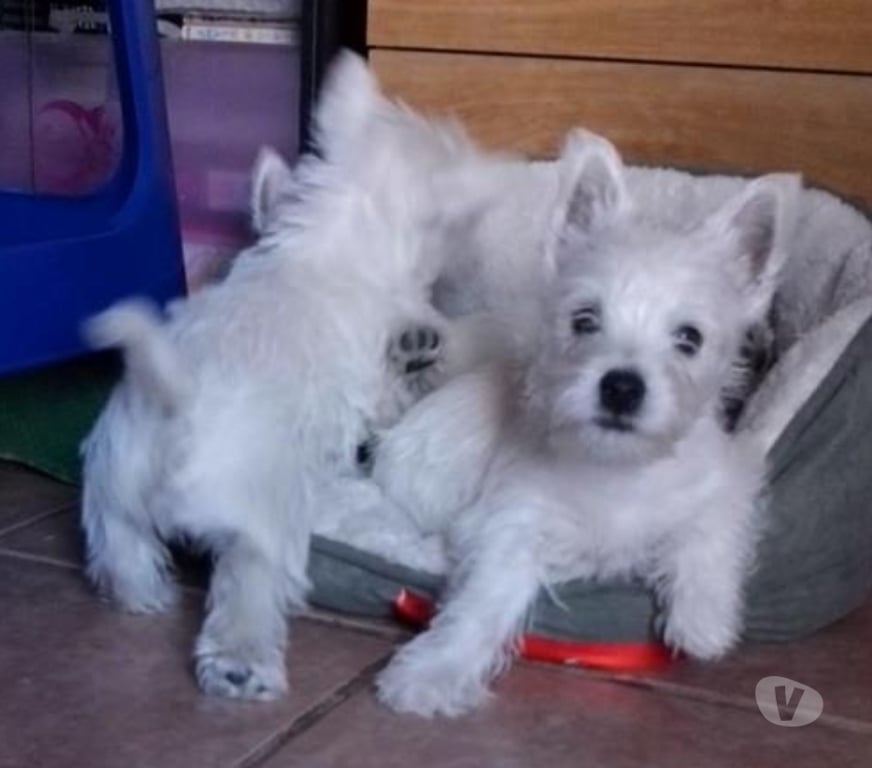 Gatos en Venta Santiago Las Condes - Fotos de Soñados Cachorros Westy de 2 meses