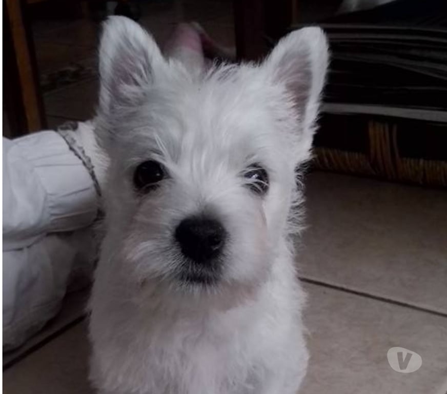 Gatos en Venta Santiago Las Condes - Fotos de Soñados Cachorros Westy de 2 meses