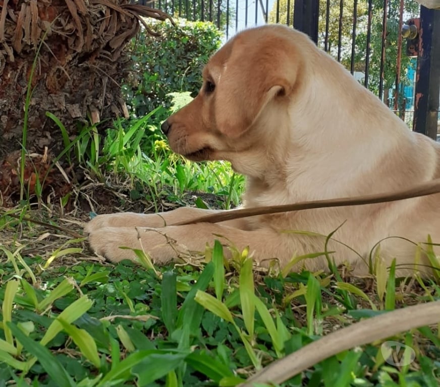 Gatos en Venta Santiago Las Condes - Fotos de Hermosos Cachorros Labrador Retriever de Dos Meses