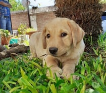 Hermosos Cachorros Labrador Retriever de Dos Meses