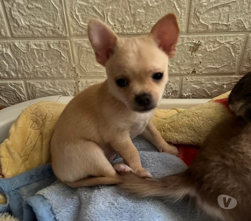 Gatos en Venta San Antonio El Quisco - Fotos de Lindos chihuahuas