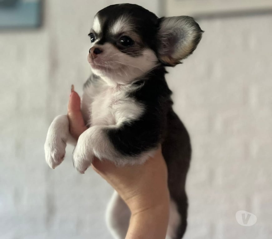 Gatos en Venta San Antonio El Quisco - Fotos de Lindos chihuahuas