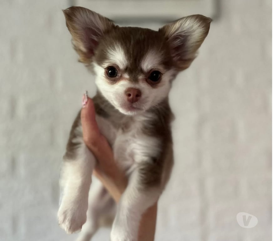 Gatos en Venta San Antonio El Quisco - Fotos de Lindos chihuahuas