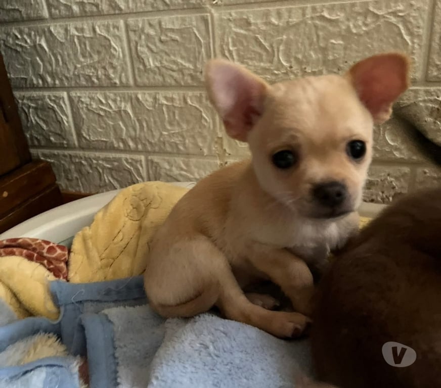 Gatos en Venta San Antonio El Quisco - Fotos de Lindos chihuahuas